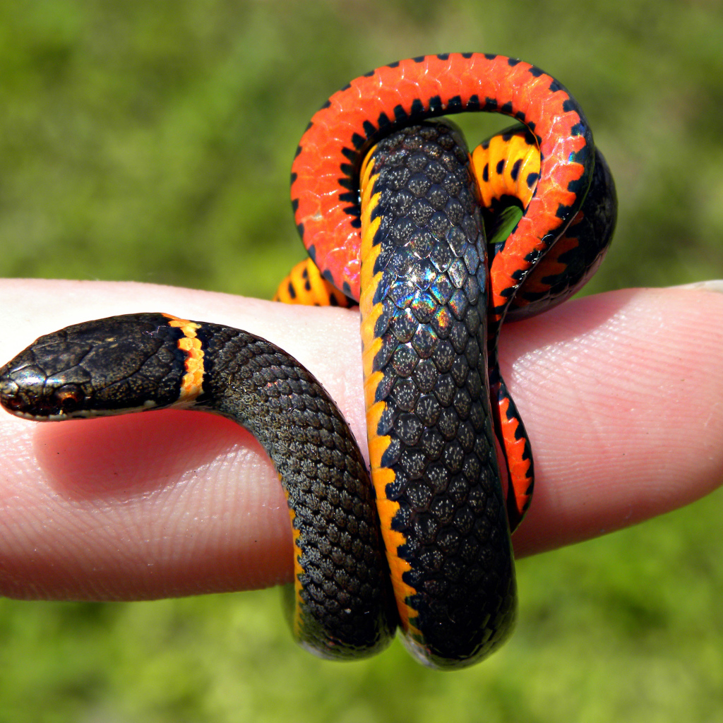 Змея на пальце