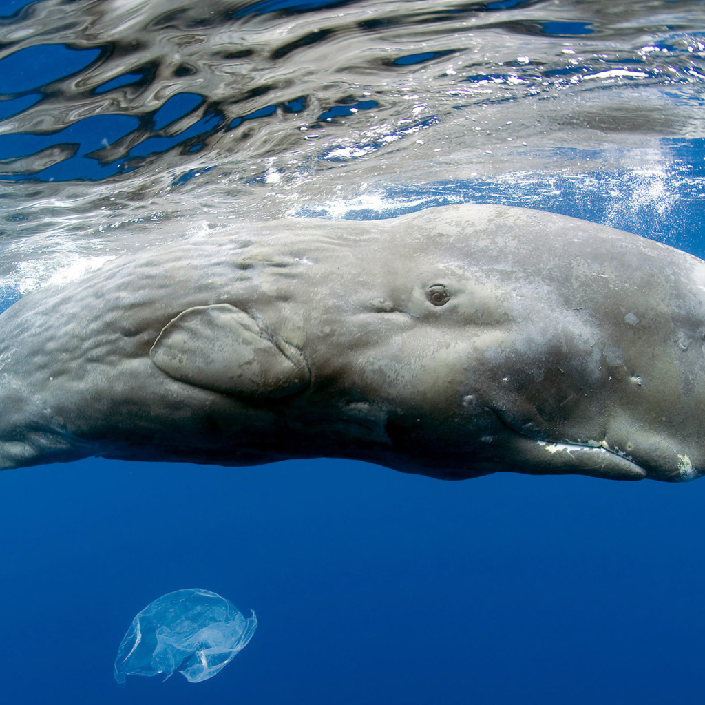 Гигантский кашалот