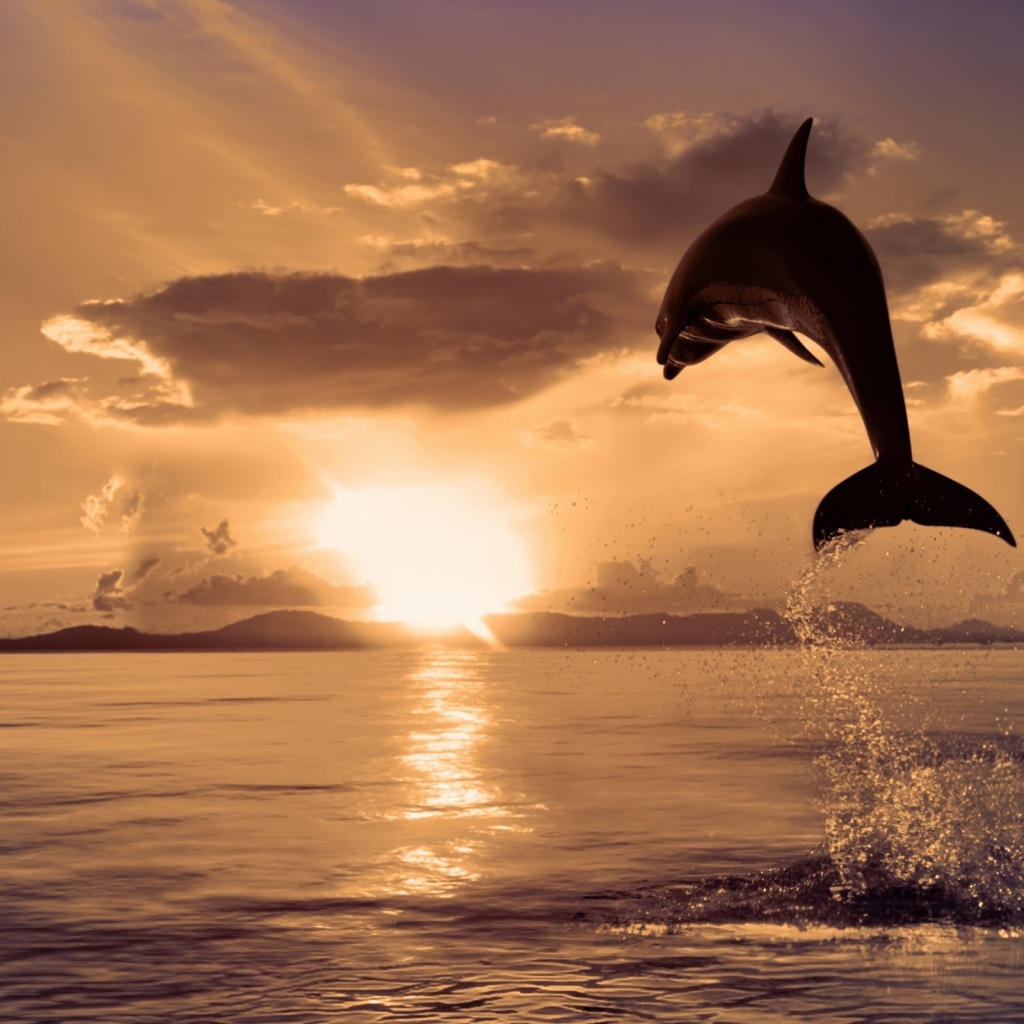 Прыжок дельфина