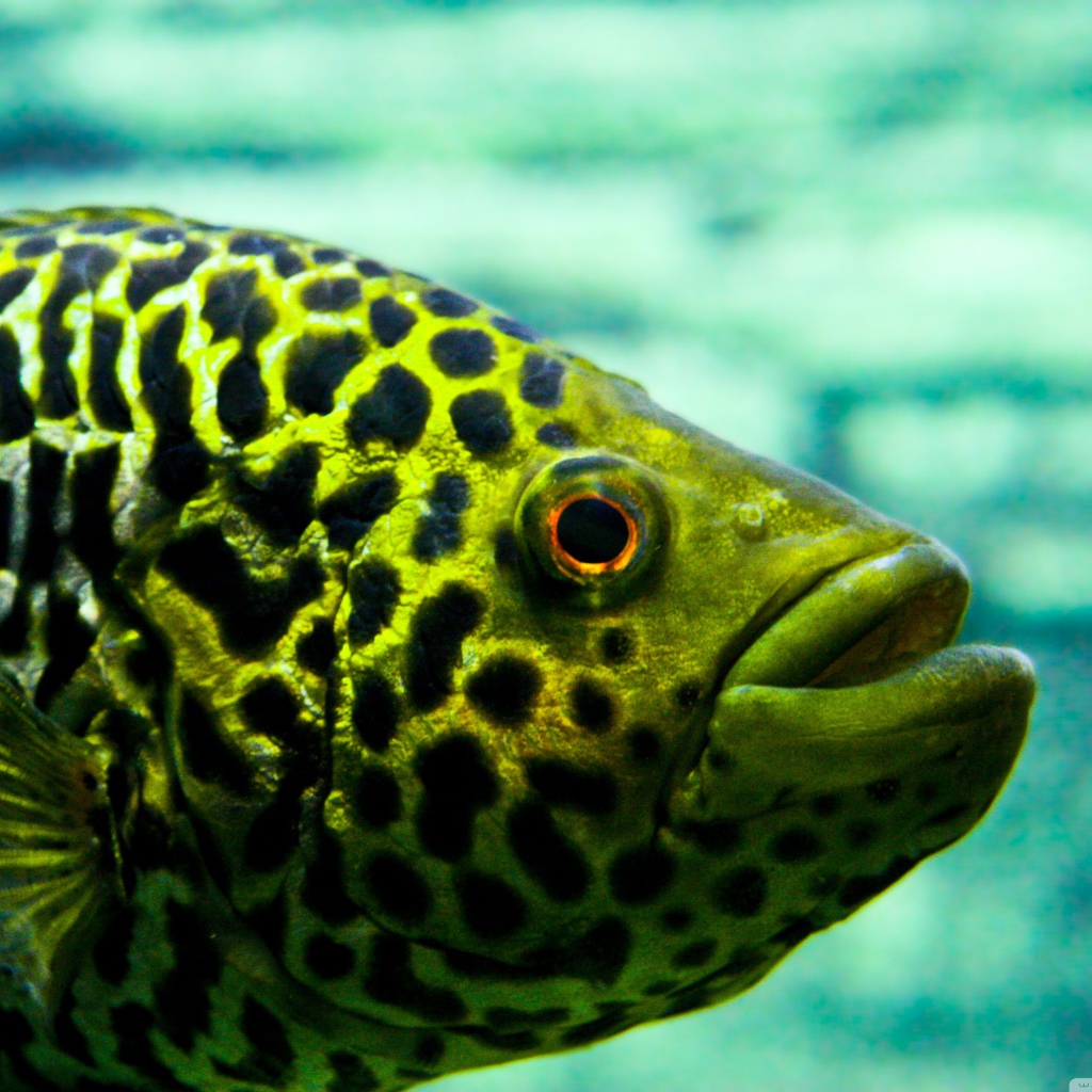 Взгляд рыбы