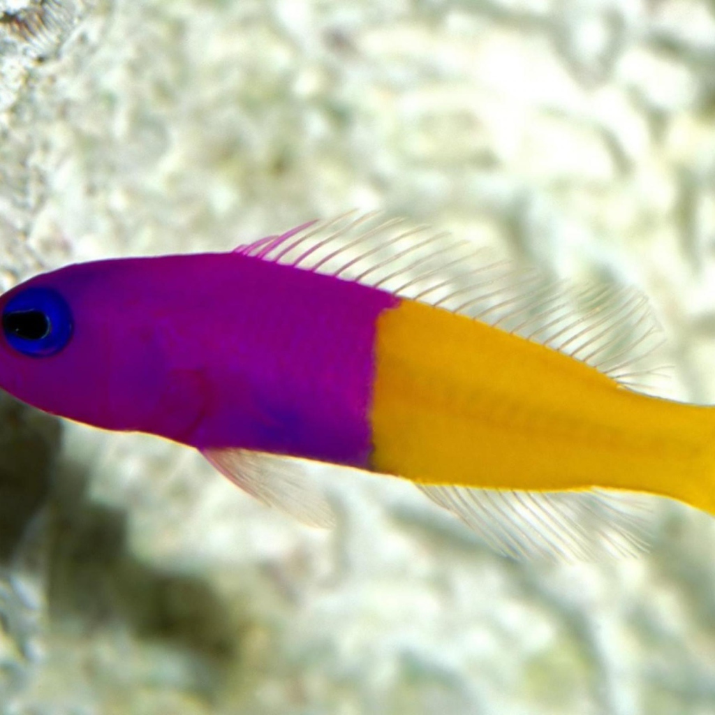 Радужная рыбка