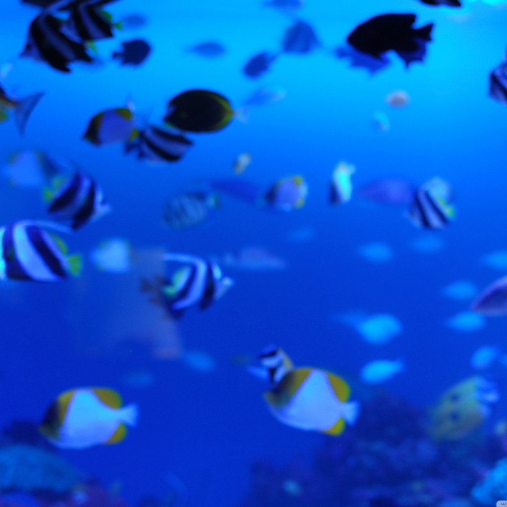 Подводная жизнь