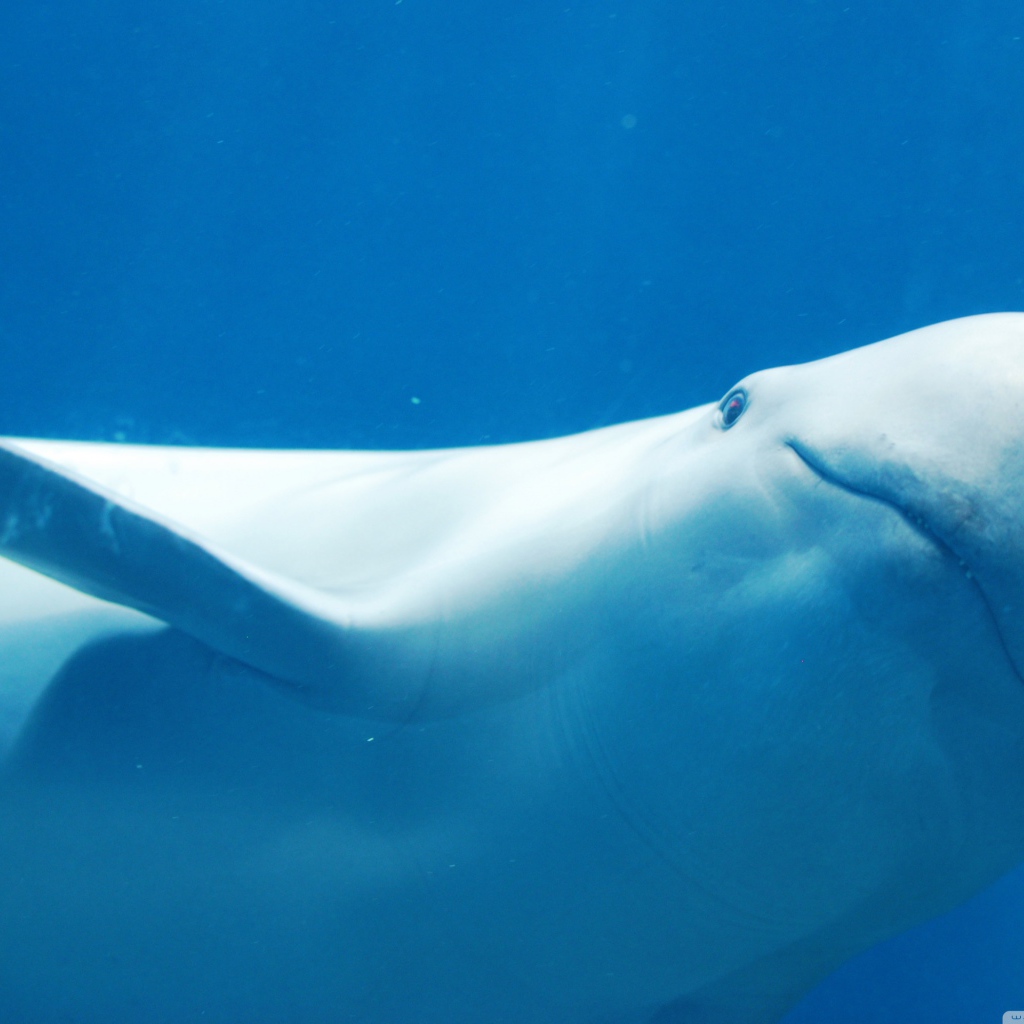 Белый дельфин