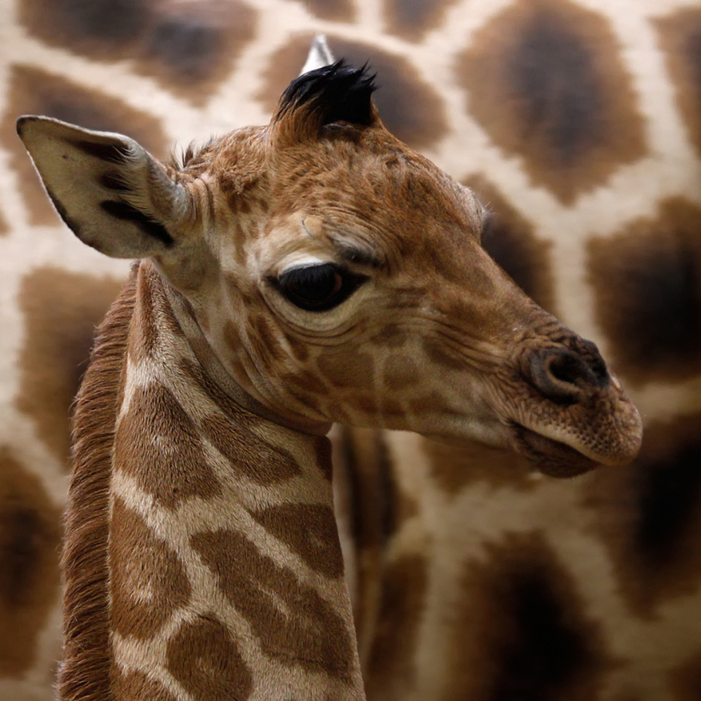 Детеныш жирафа