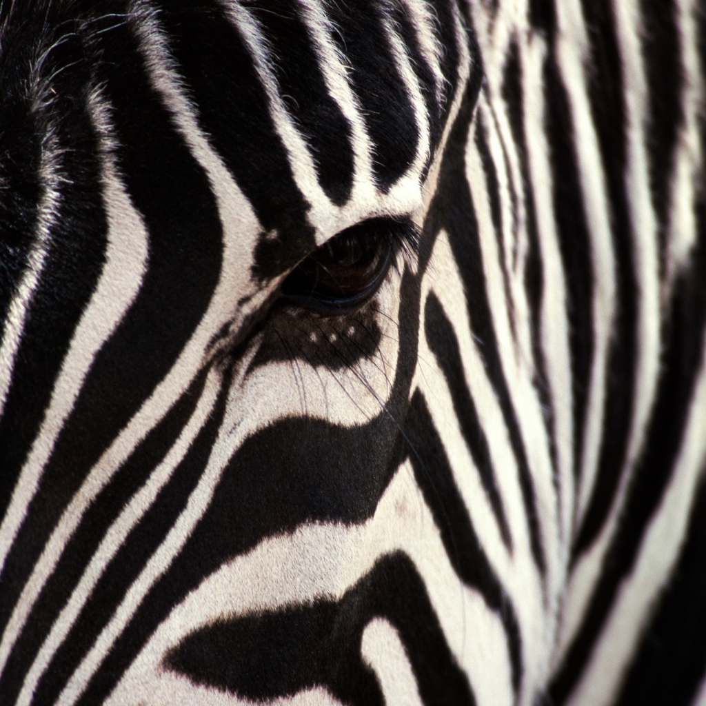 Взгляд зебры