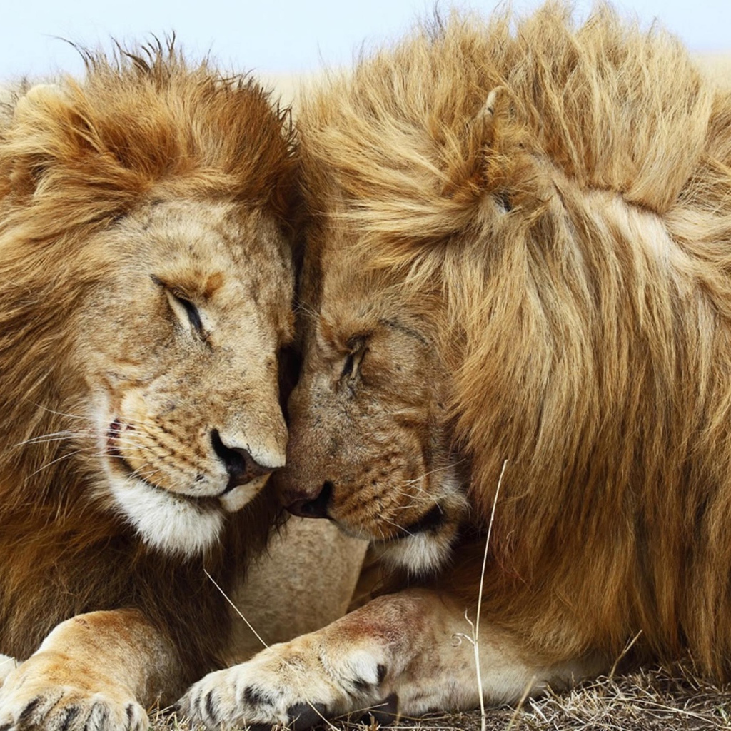 Львица и лев