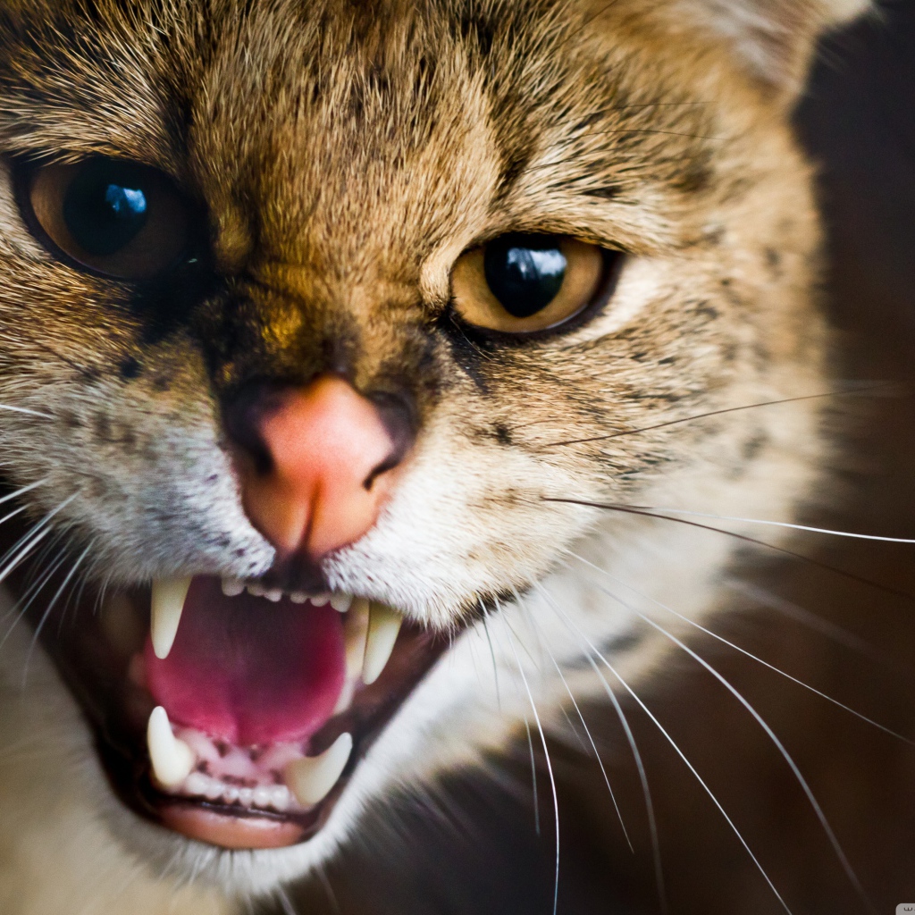 Пасть дикой кошки