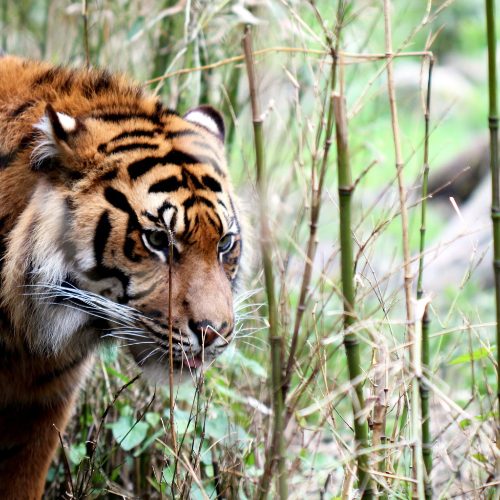 Тигр в тропиках