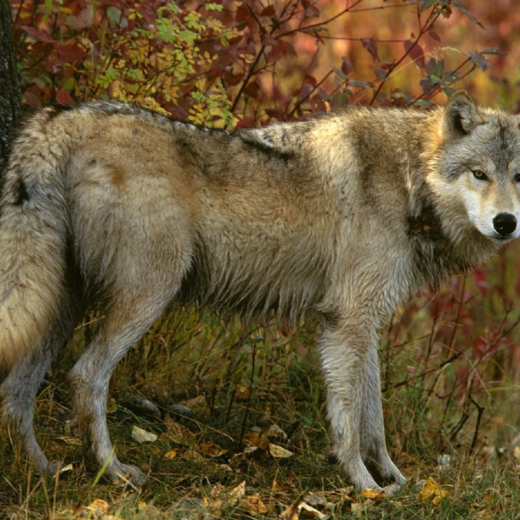 Серый волк в лесу