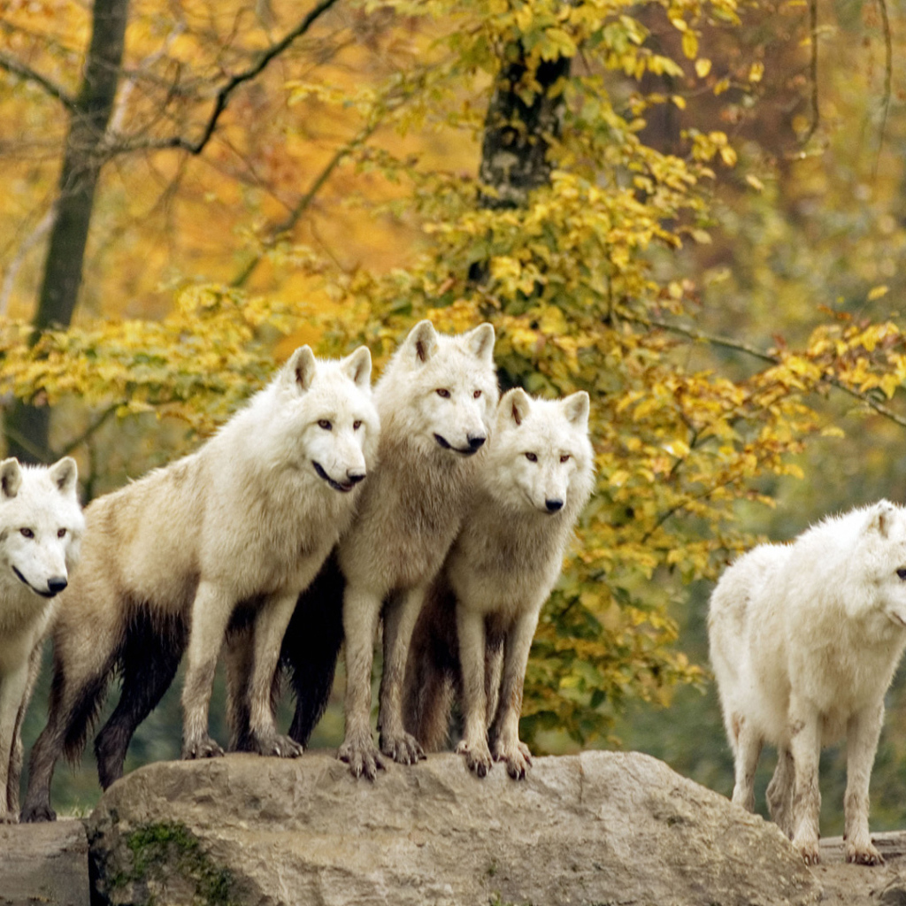 Стая белых волков