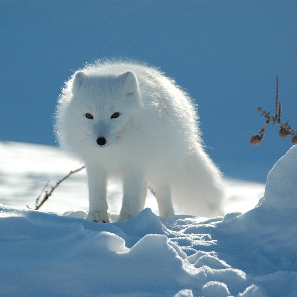 Белая лиса