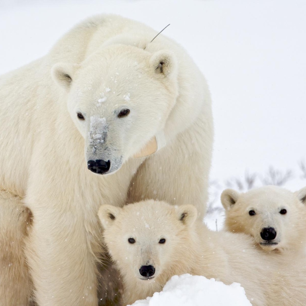 Медведица и малыши