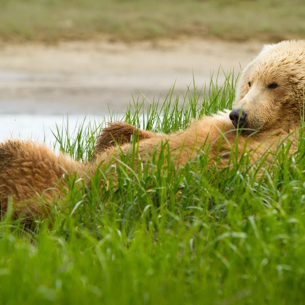 Медведь в траве