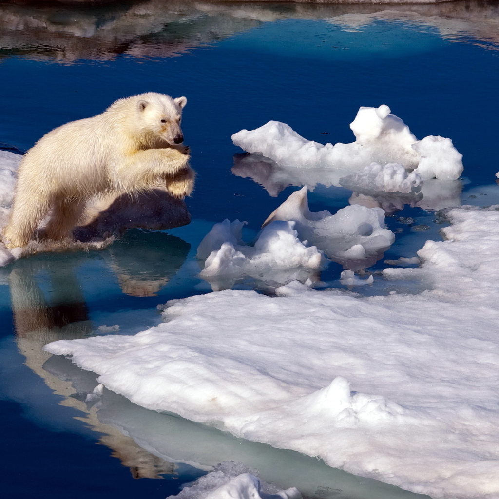 Медведь на льдине