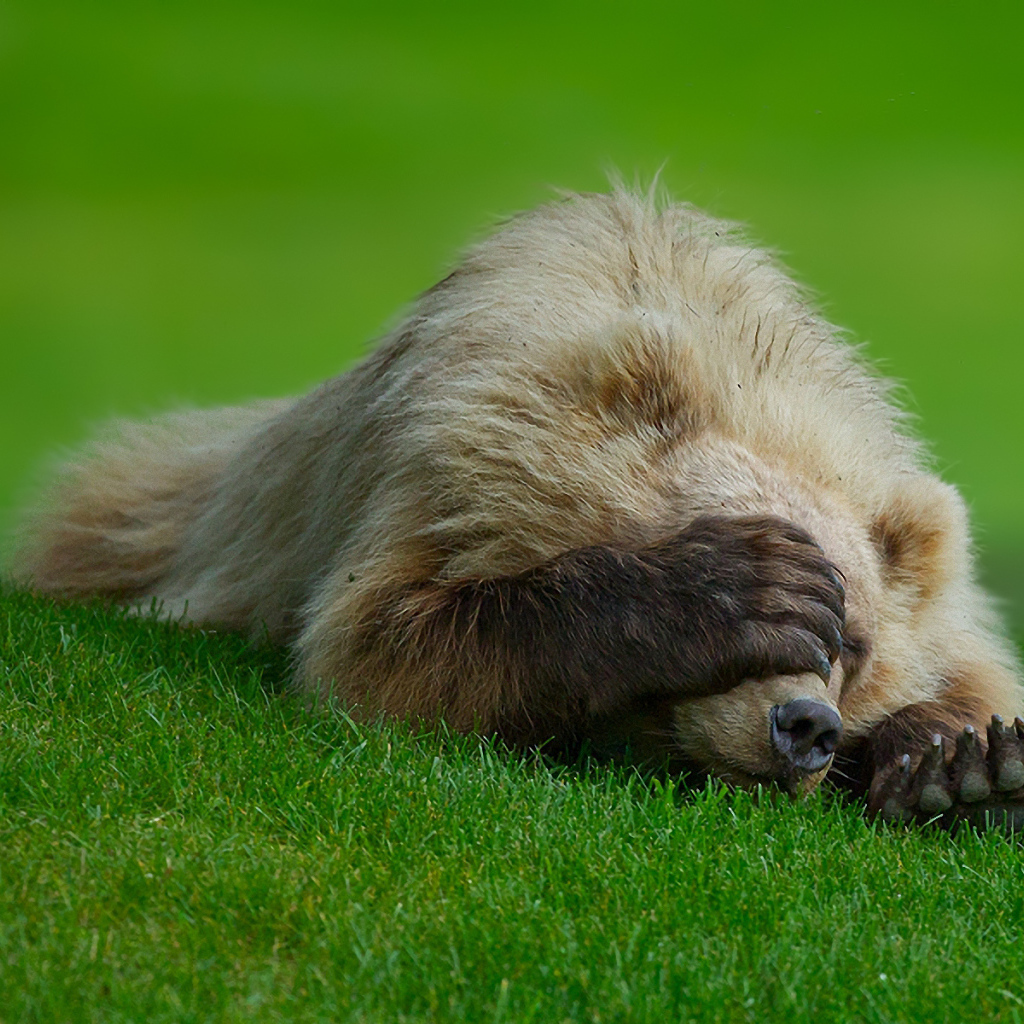Медведь на траве