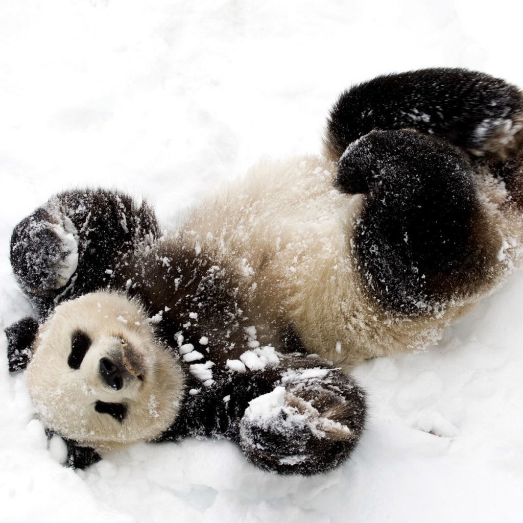 Панда в снегу