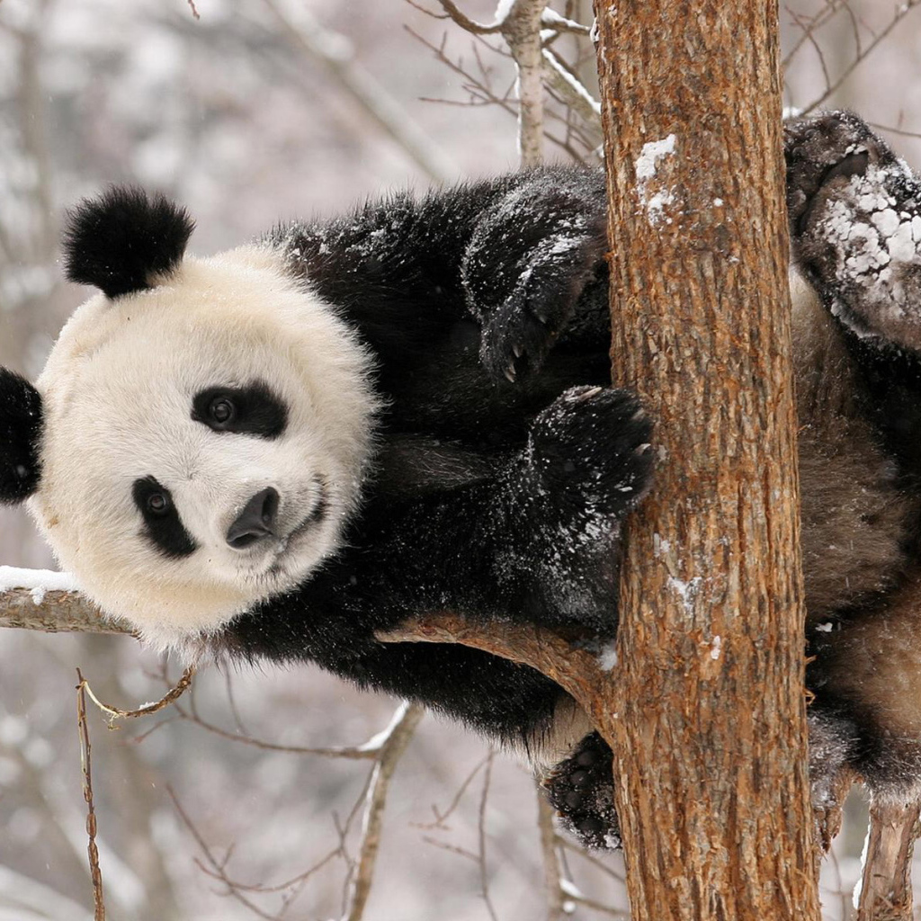 Панда на дереве