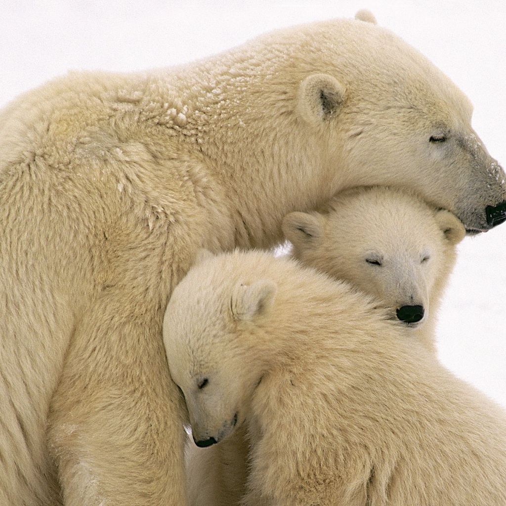 Белые медведи