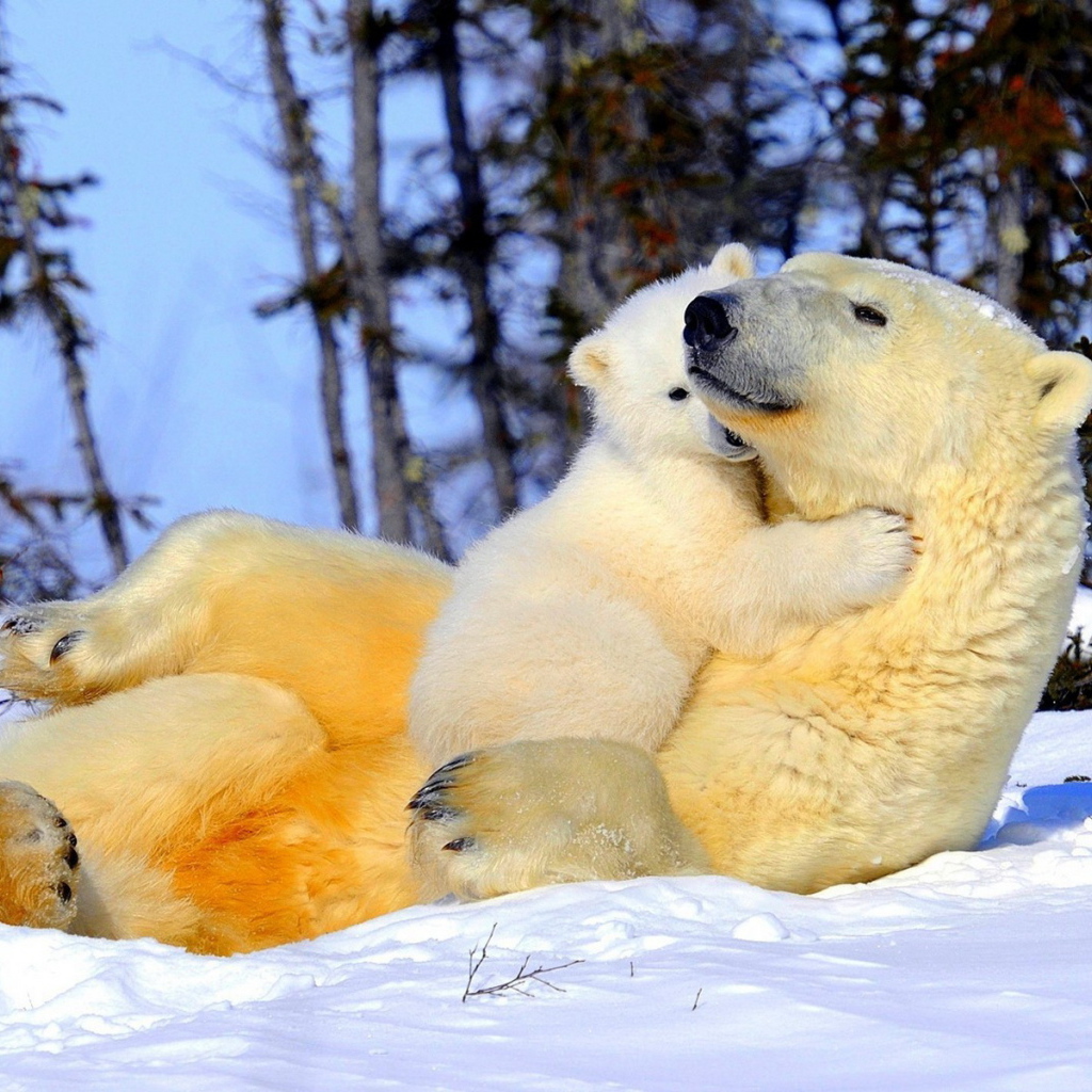 Белая медведица