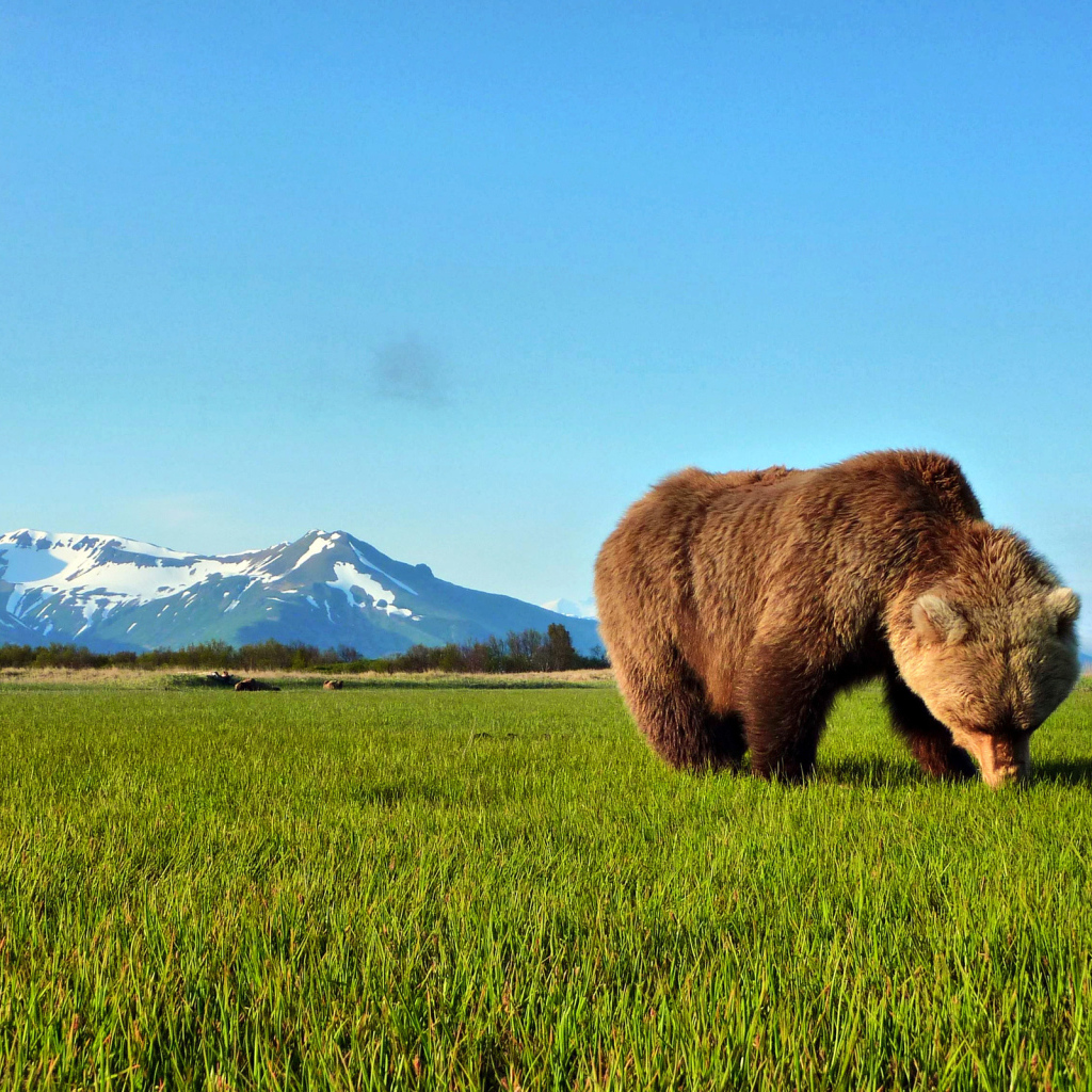 Бурый медведь