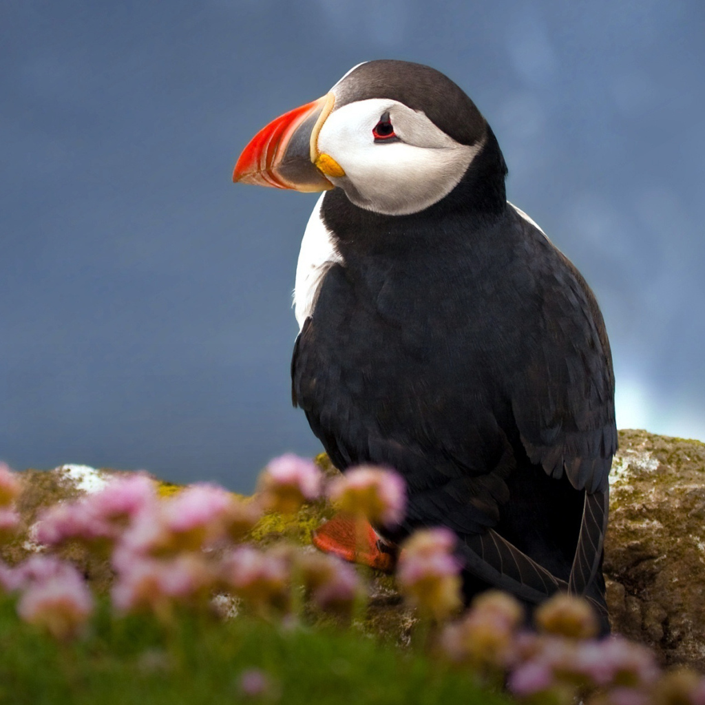 Атлантический тупик