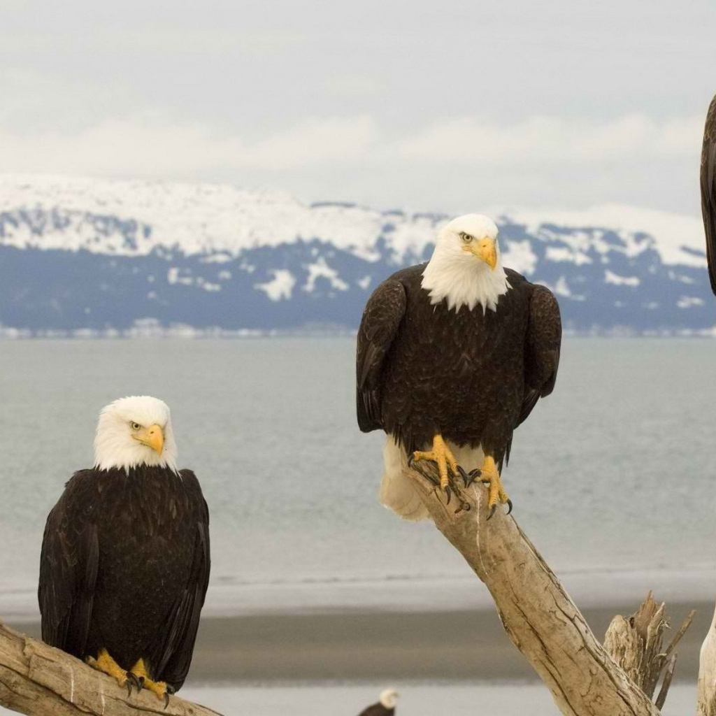 Белоголовый Орлан