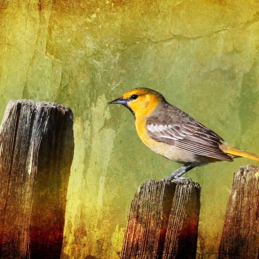 Птичка на заборе