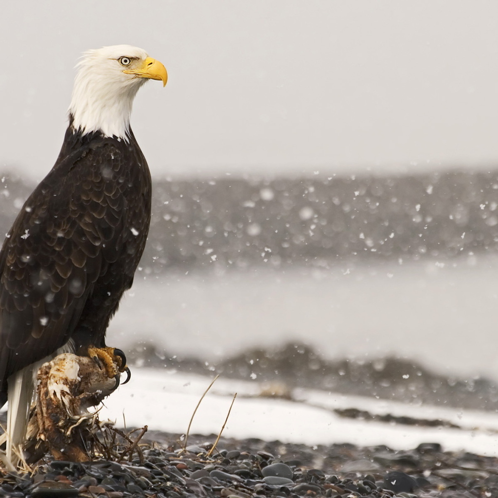 Крылатый хищник