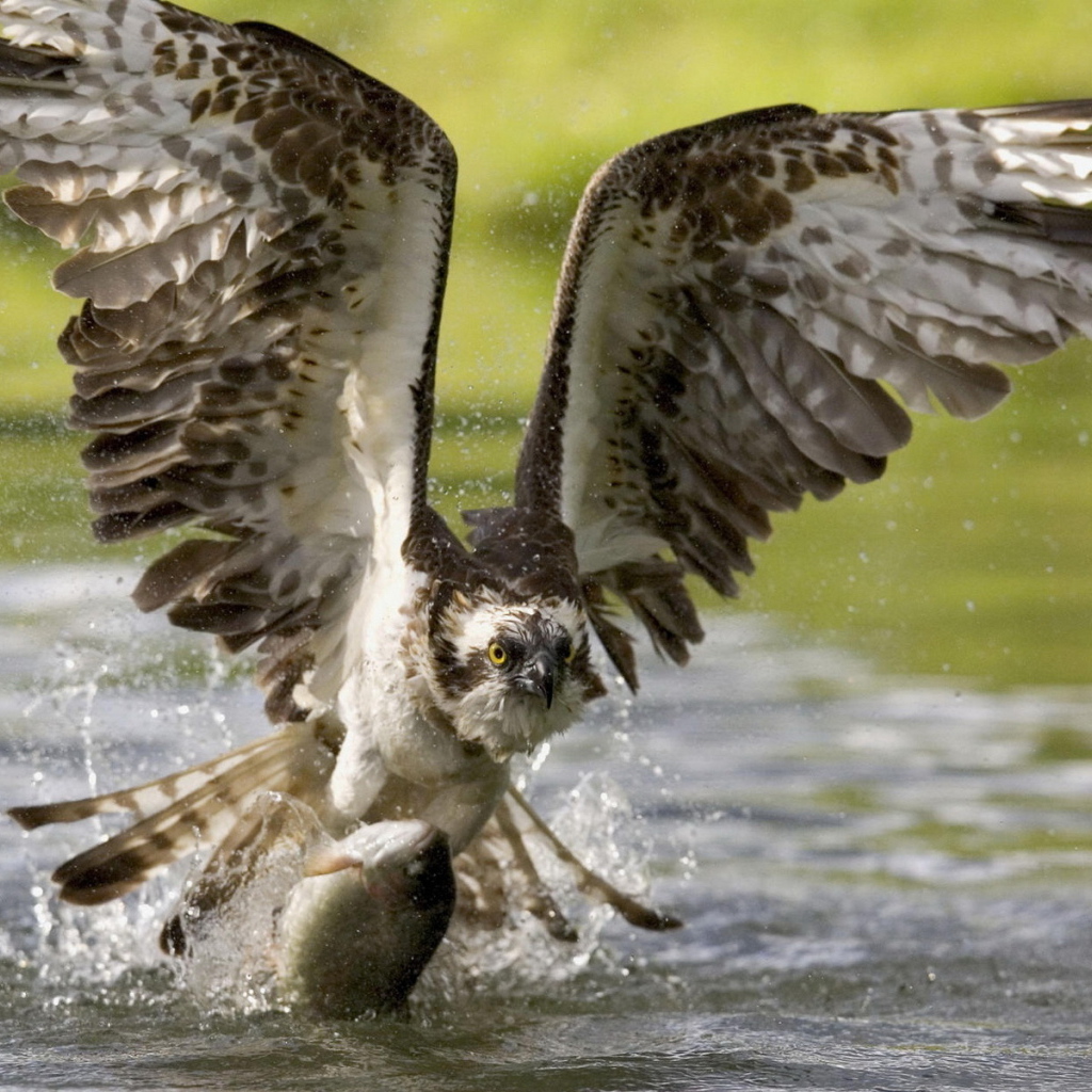 Коршун на охоте