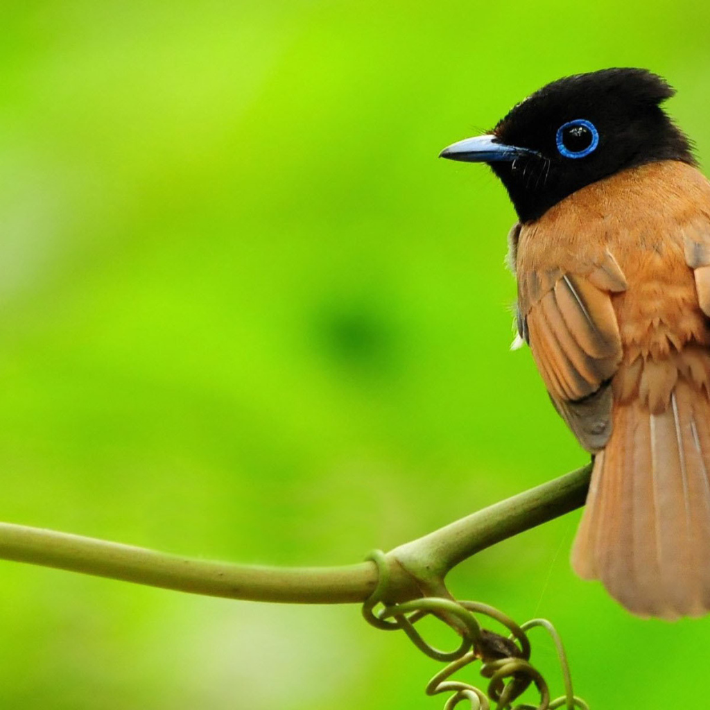 Маленькая птичка