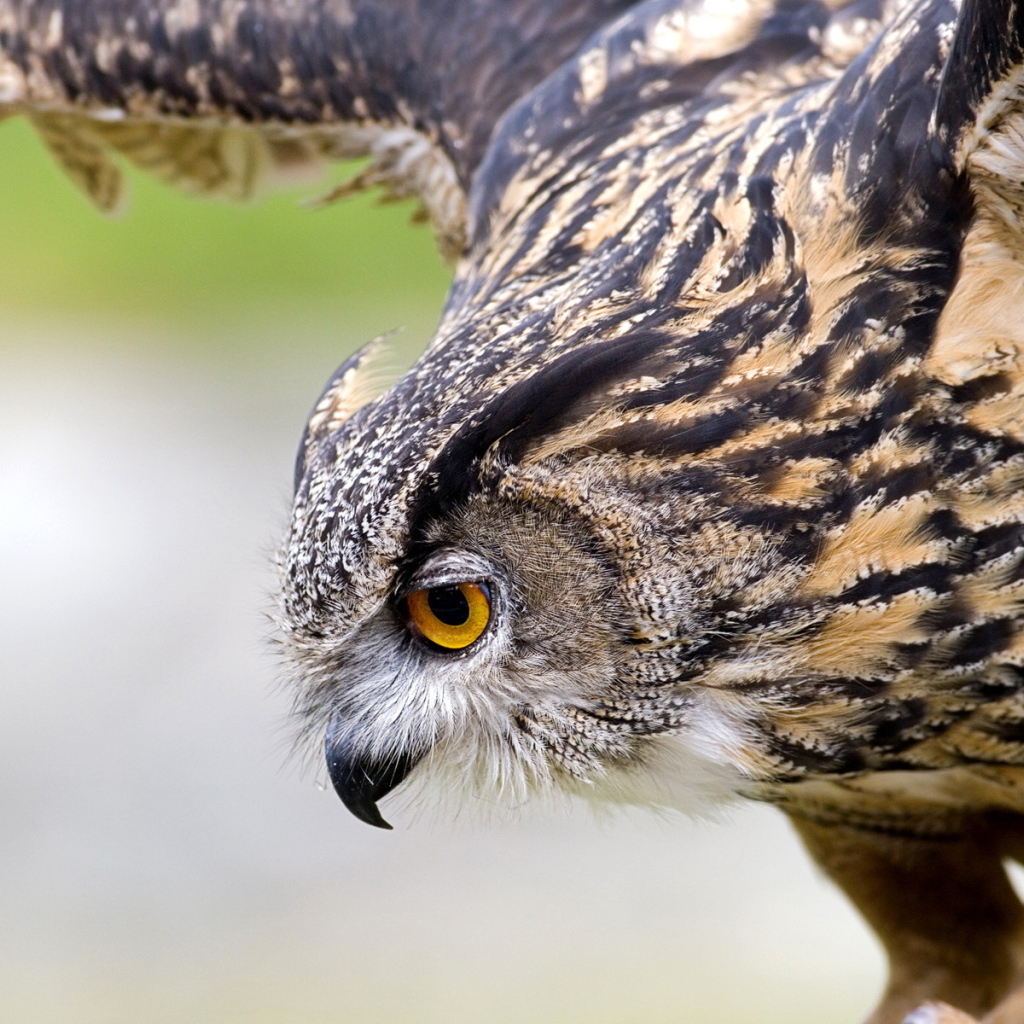 Филин на охоте