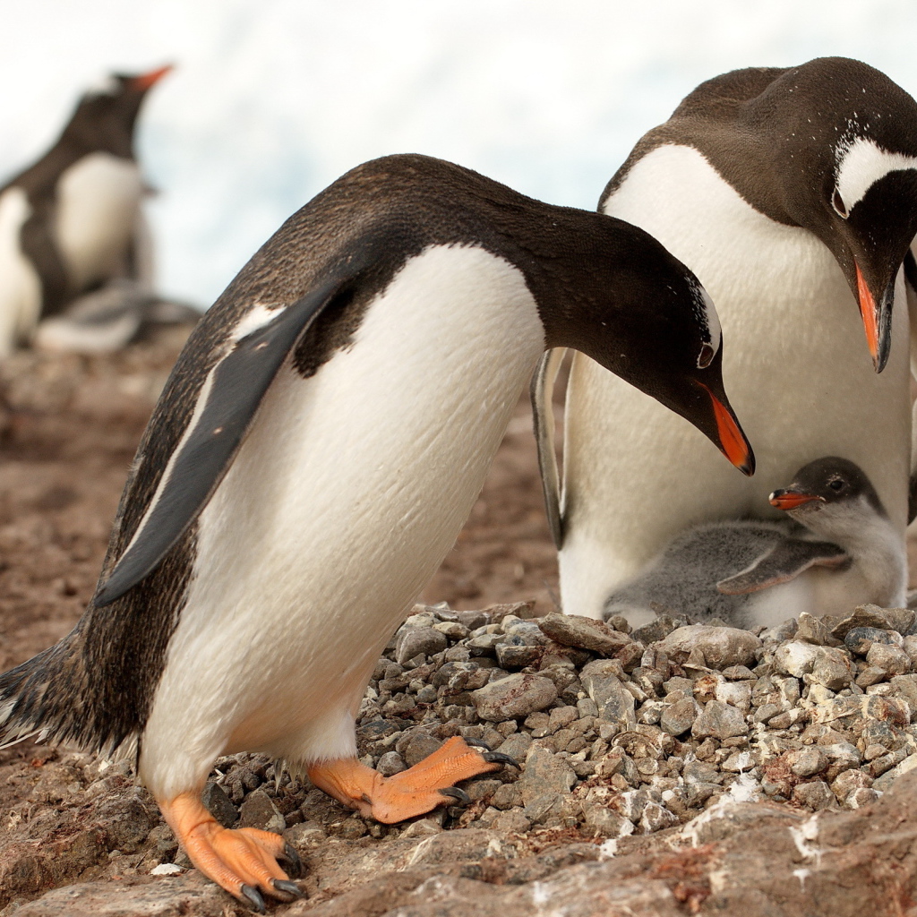 Пингвины