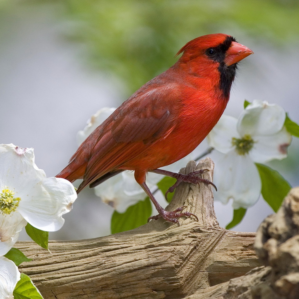 Красная птичка