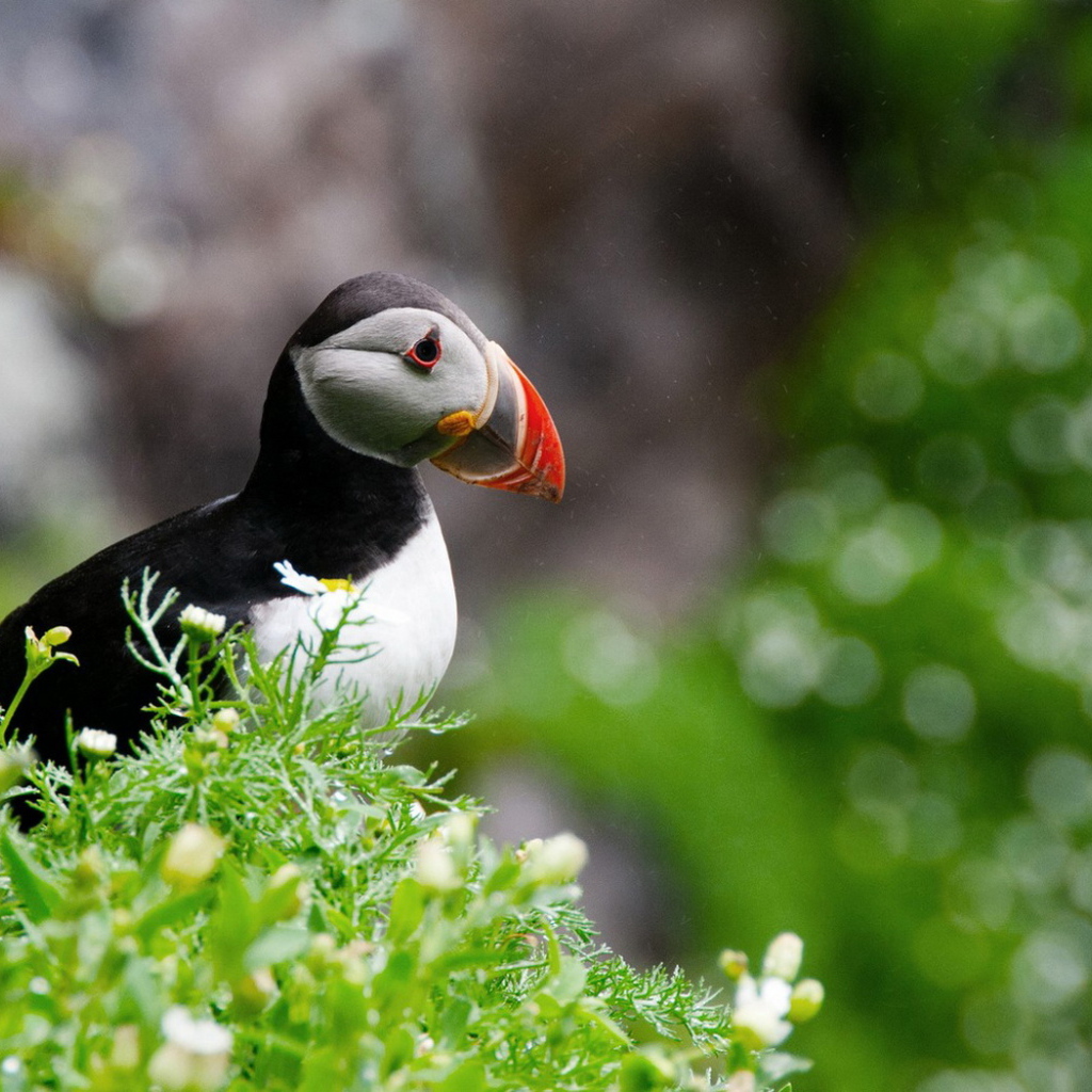 птица Тупик