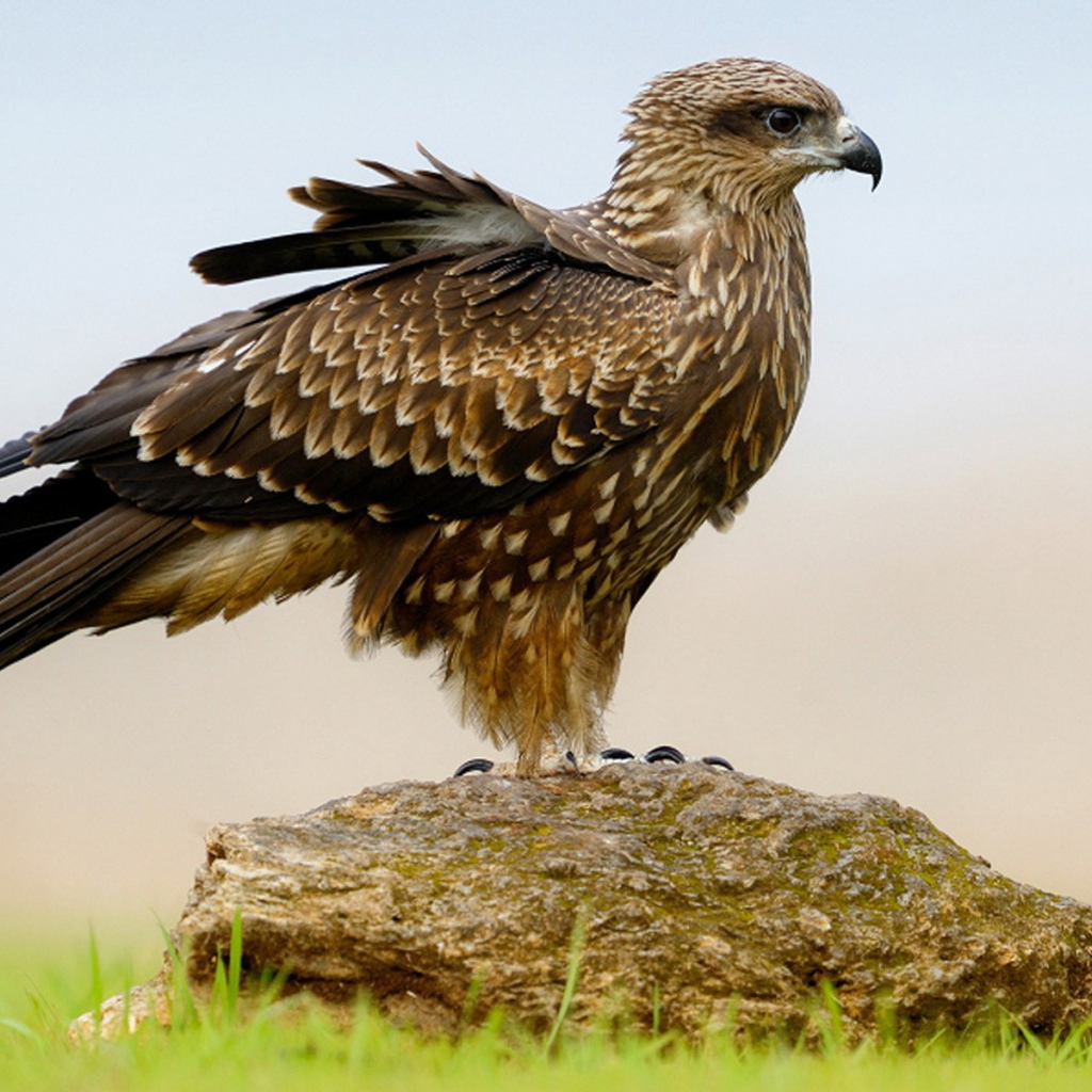 Пернатый хищник