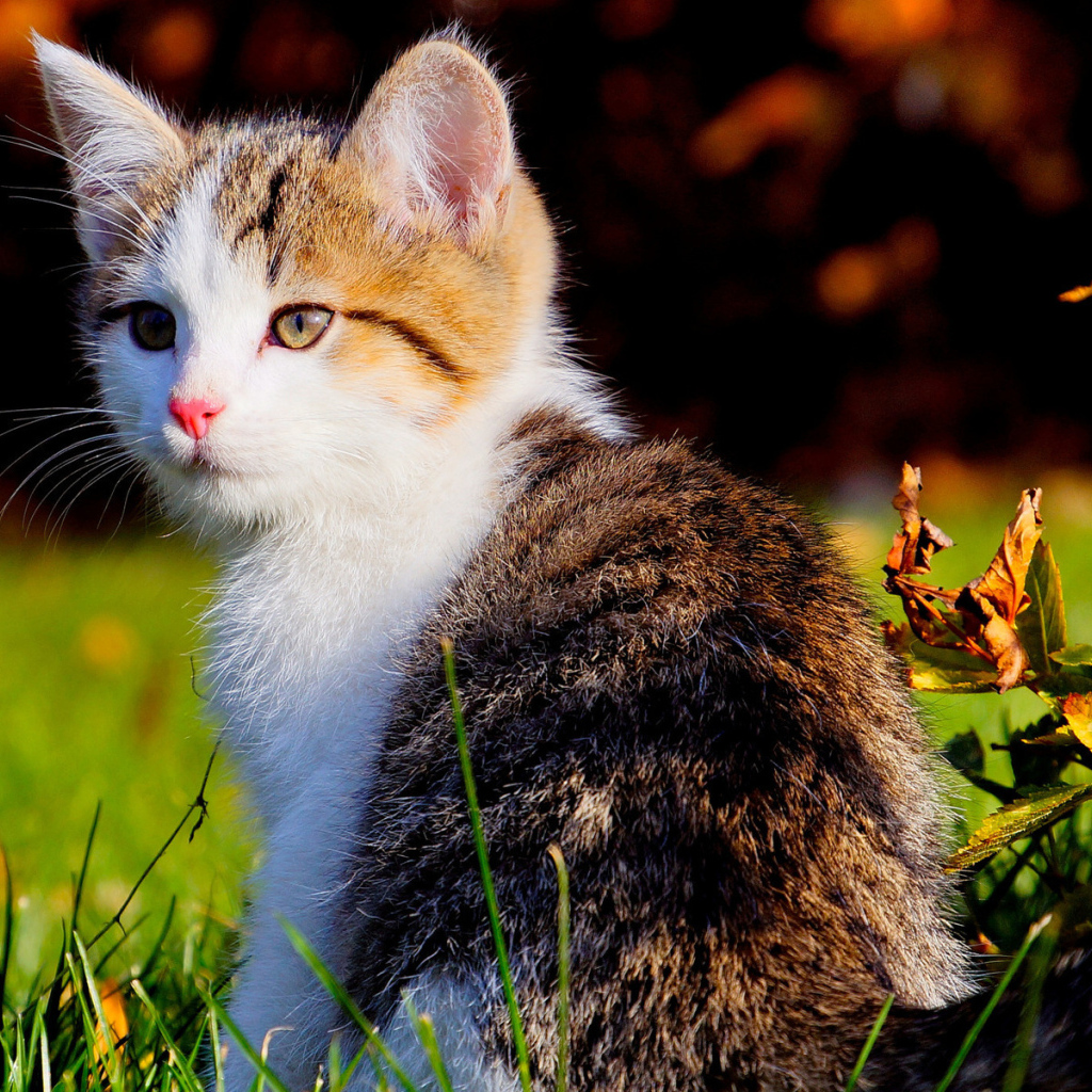 Красивый котенок