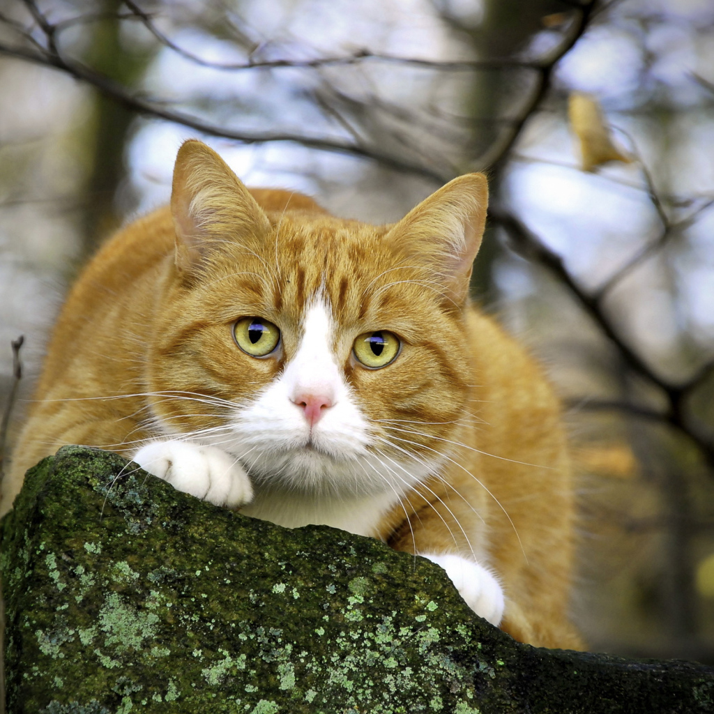 Пушистый кот