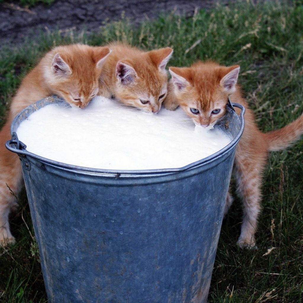 Котята и молоко