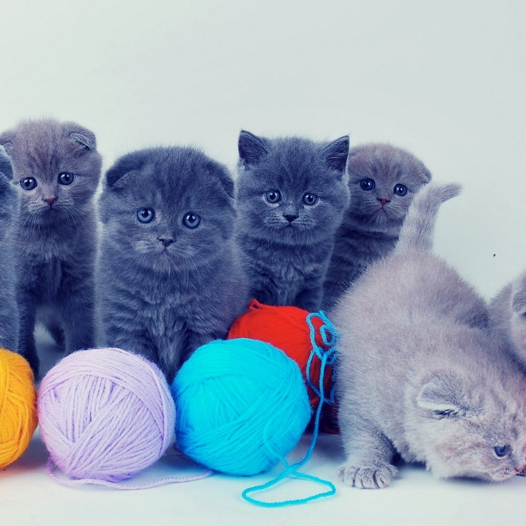 Котята и клубки