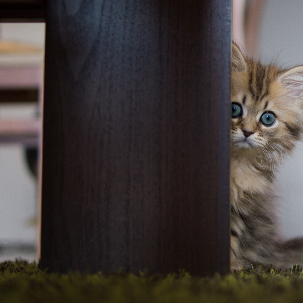 Испуганный котенок