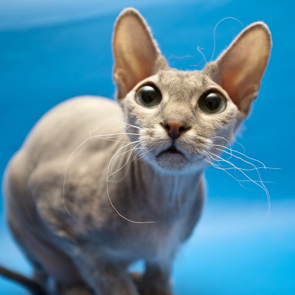 Кошка сфинкс