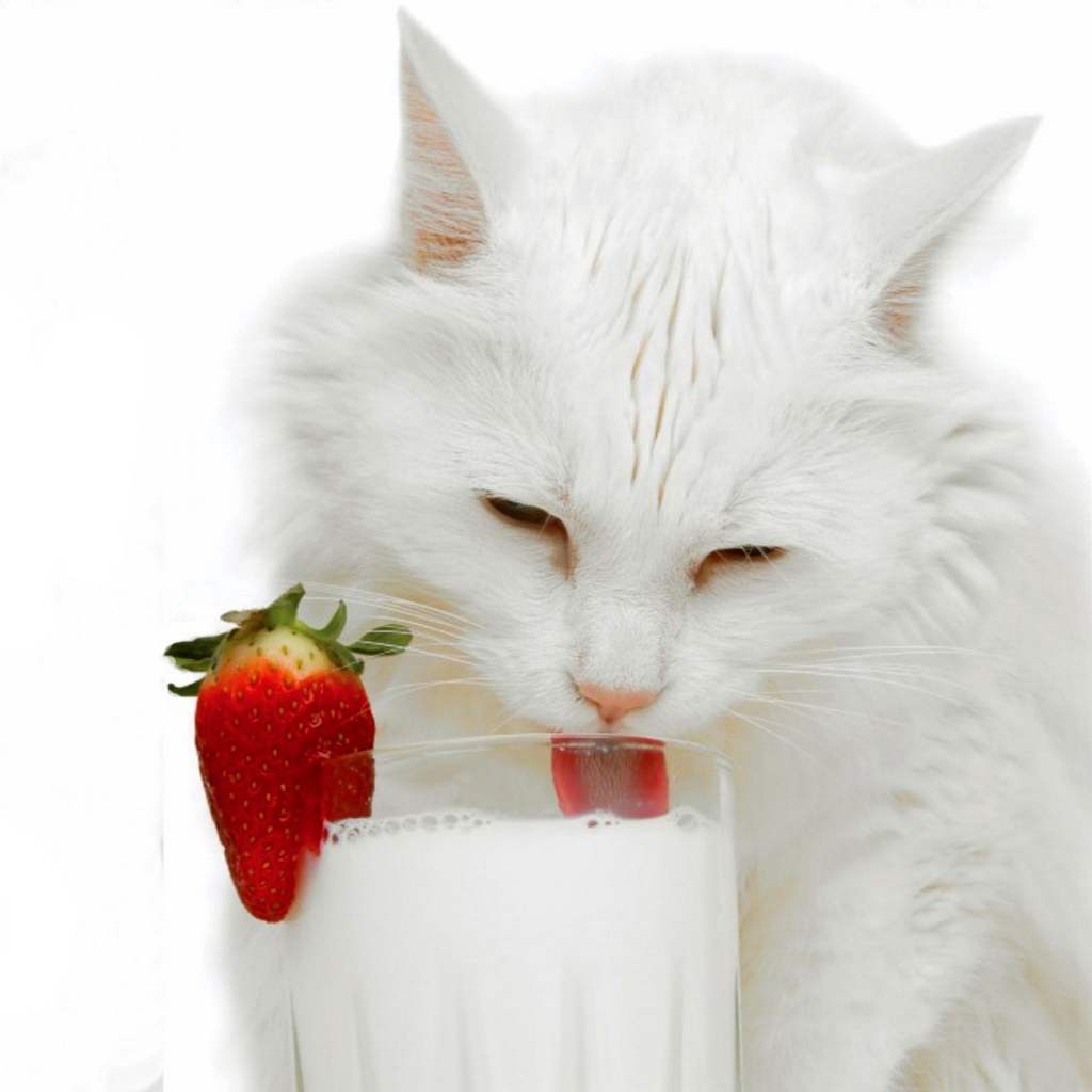 Белая кошка и молоко