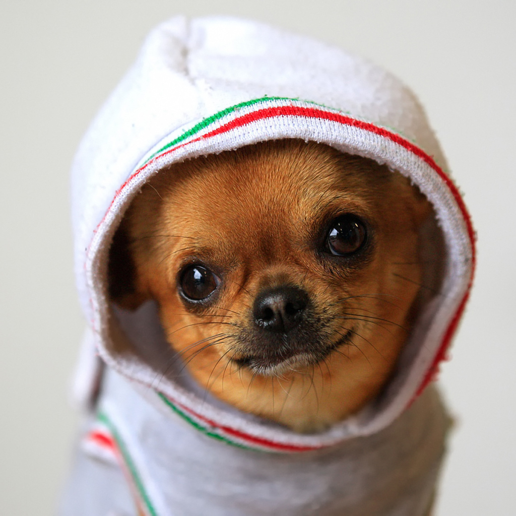 Чихуахуа в одежде