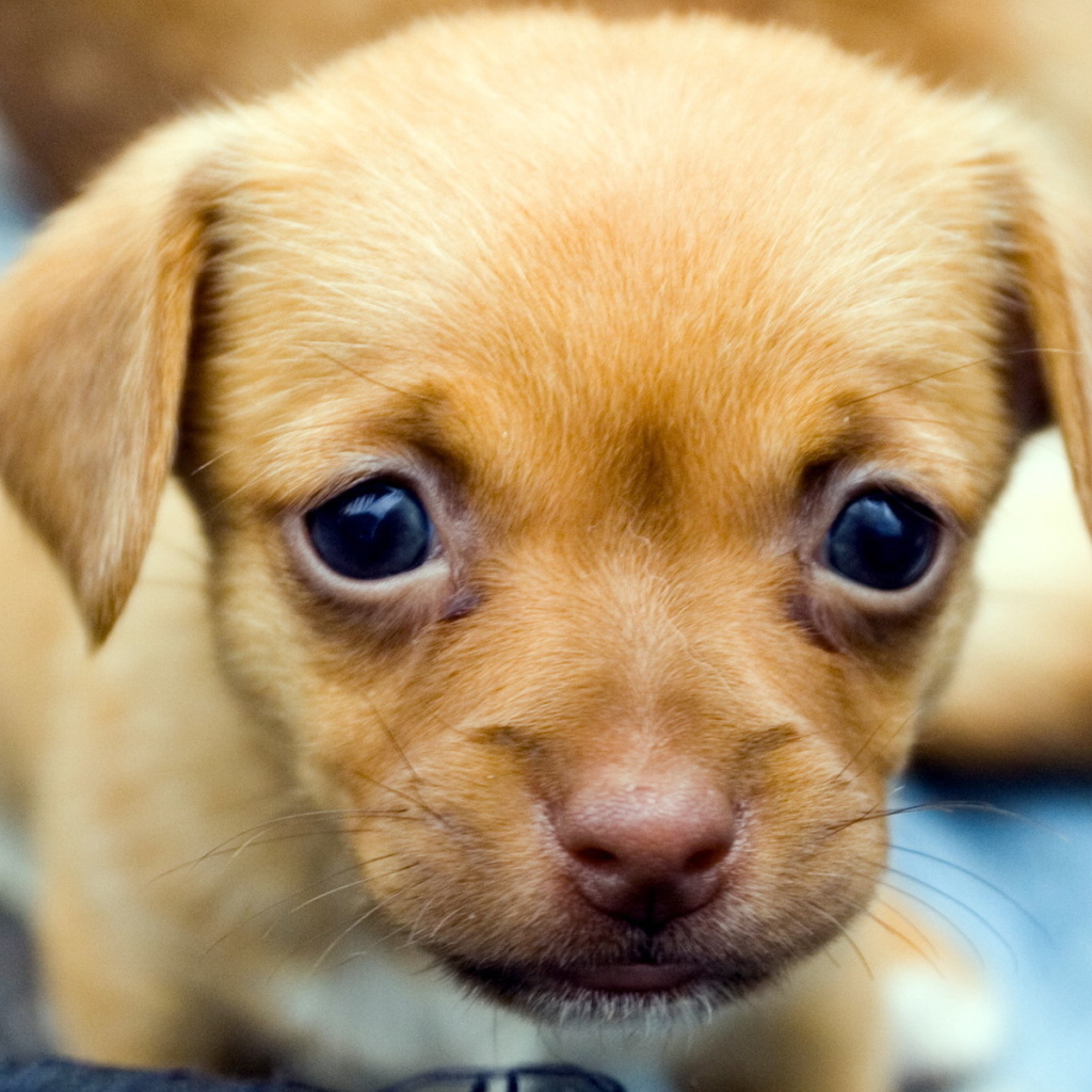 Милый щенок
