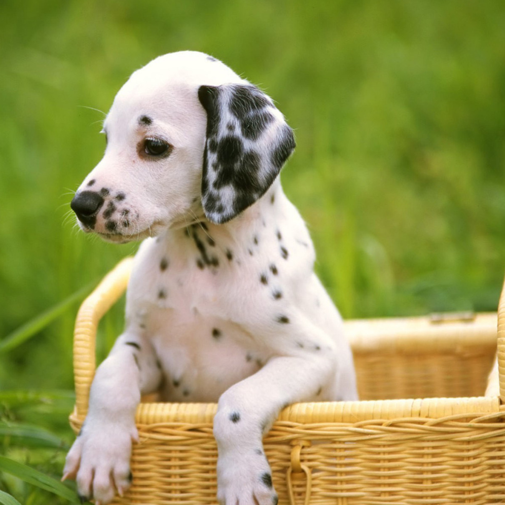 Далматинец в корзинке