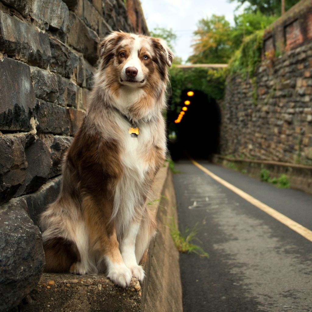 Собака друг