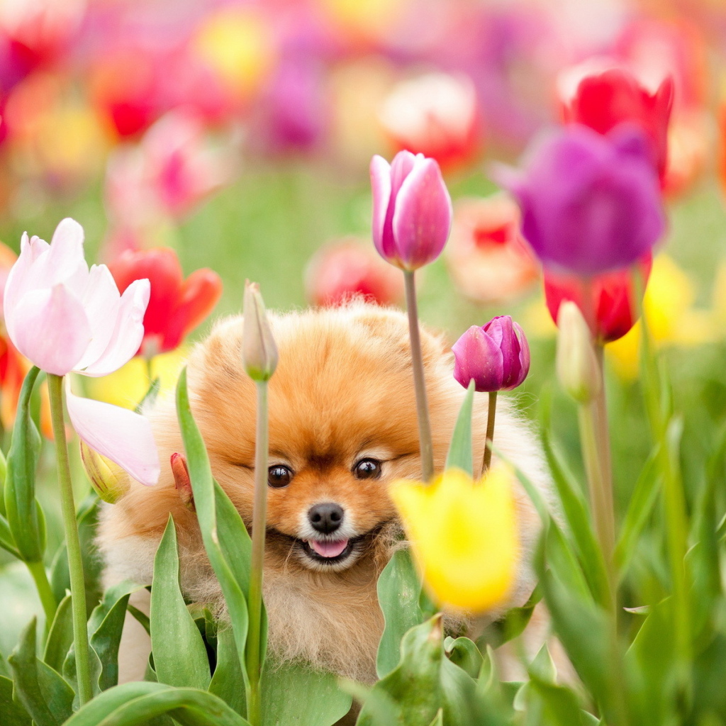 Собачка и тюльпаны