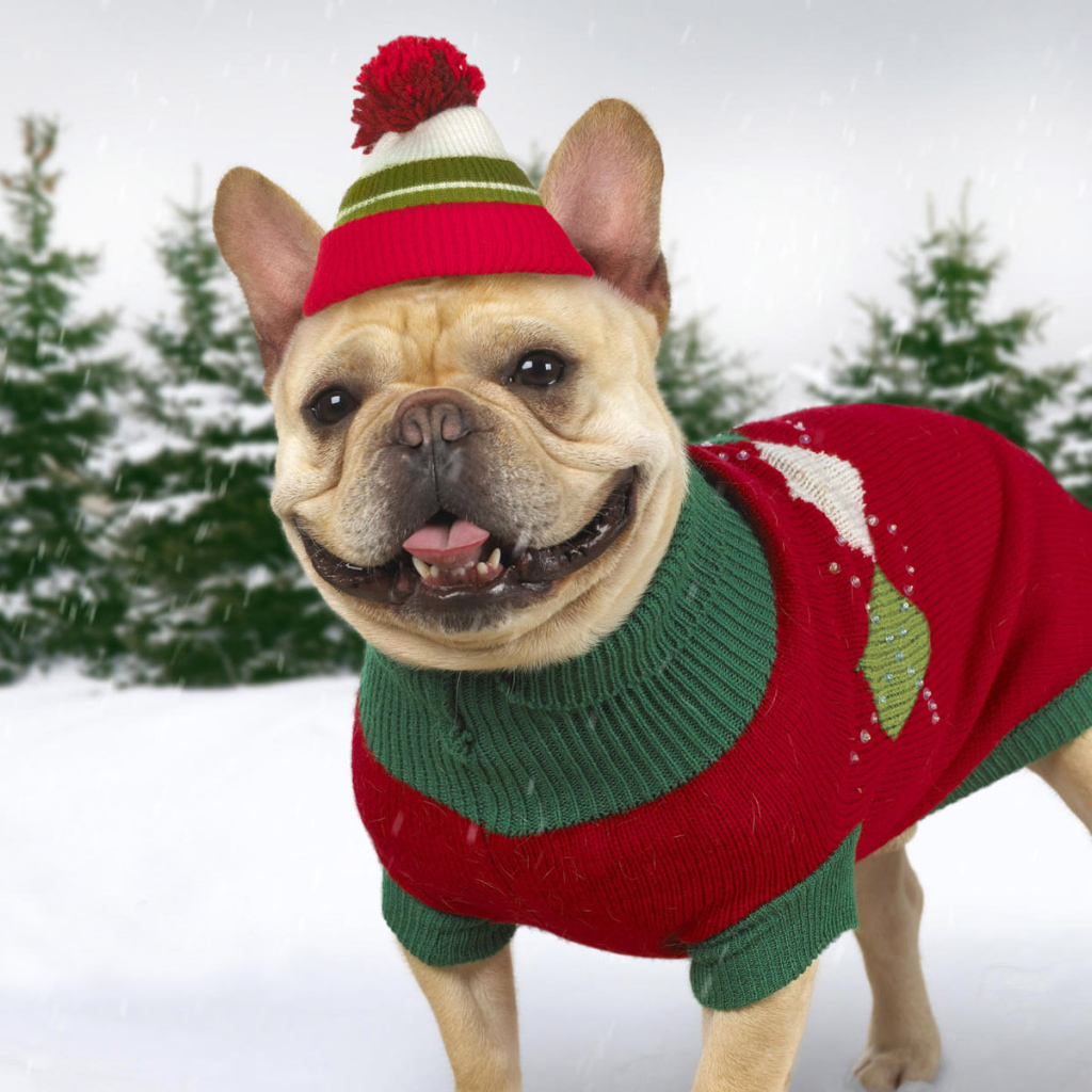 Нарядная собачка