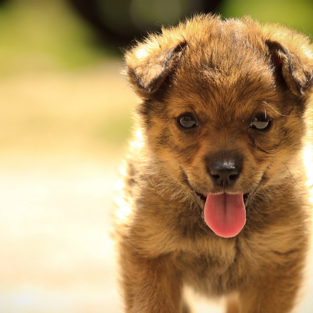 Маленький щенок