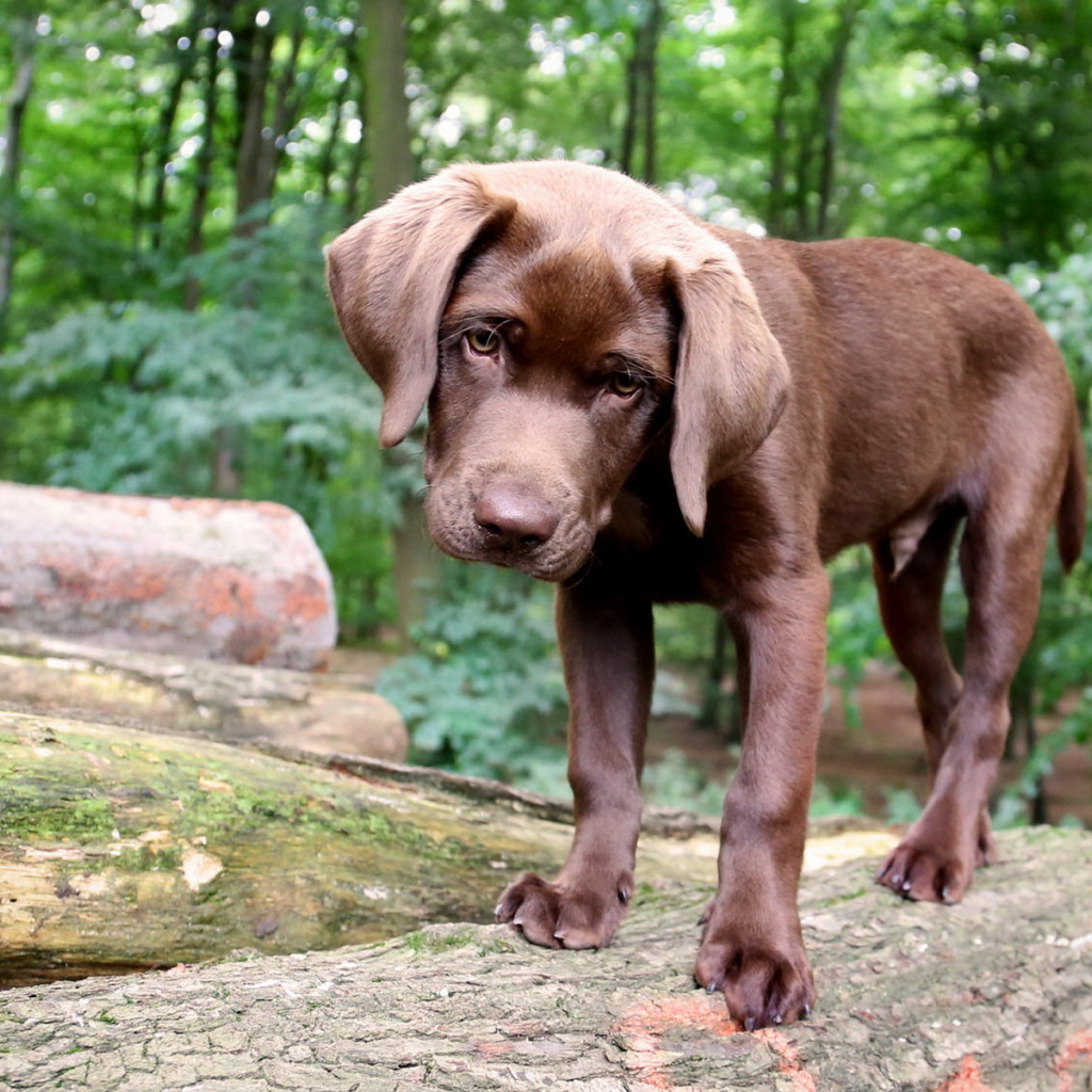 Щенок в лесу